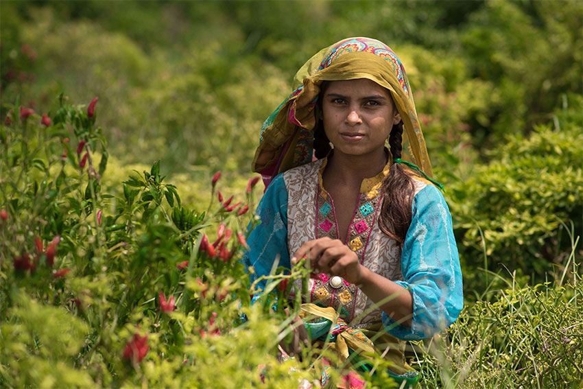 The Girl in the Chilli Fields